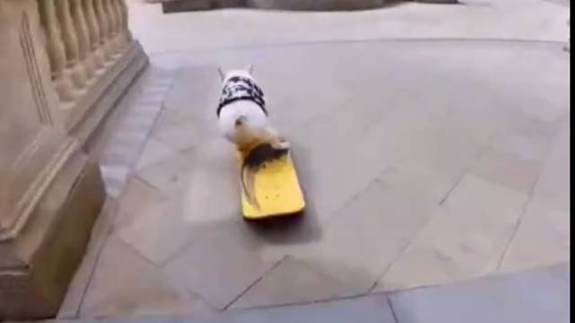 好了，又是被狗碾压的一局！