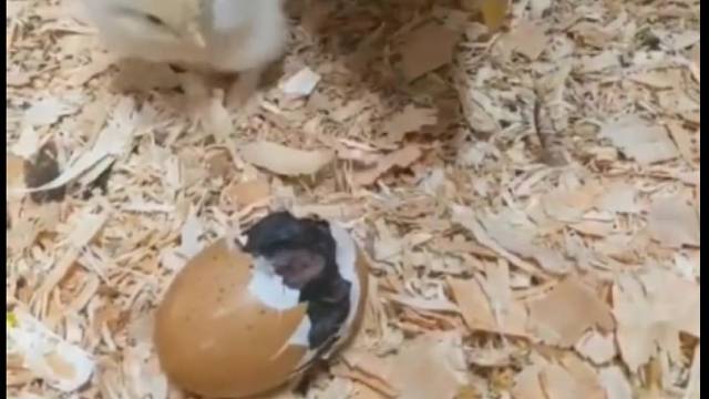 小鸡：第一次被妈妈叫起床