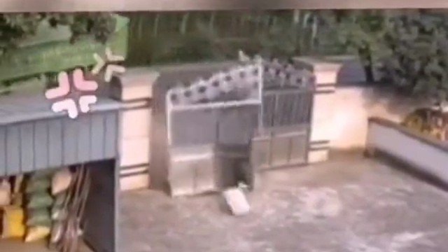 野猪的力量有多大