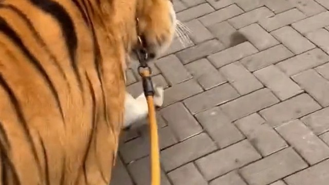 今天运气真好，捡了一只猫