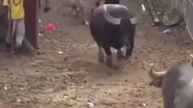 嘎嘣脆，这些人怎么想的