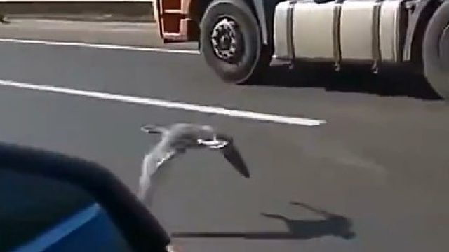 这是什么车？百公里油耗多少