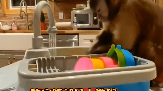 动物也有一颗感恩的心