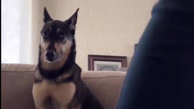 网友跳舞的时候录下了狗子的反应...这货看起来很替主人尴尬的样子。狗：妈妈，你别跳了，我尴尬！