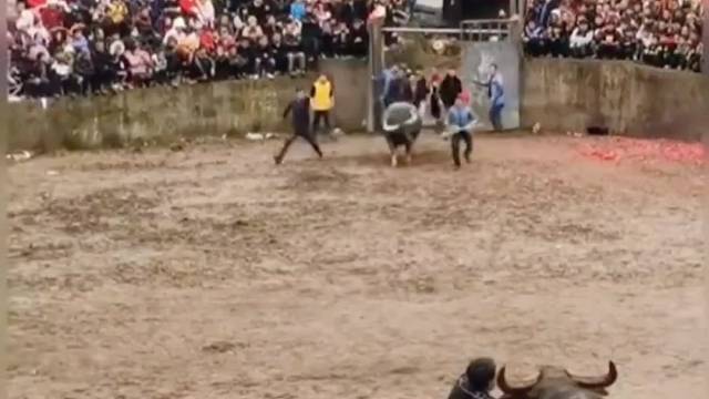 两牛看似实力相当，实际用了巧劲