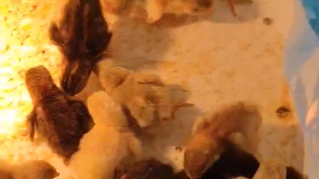 可爱的小芦丁鸡