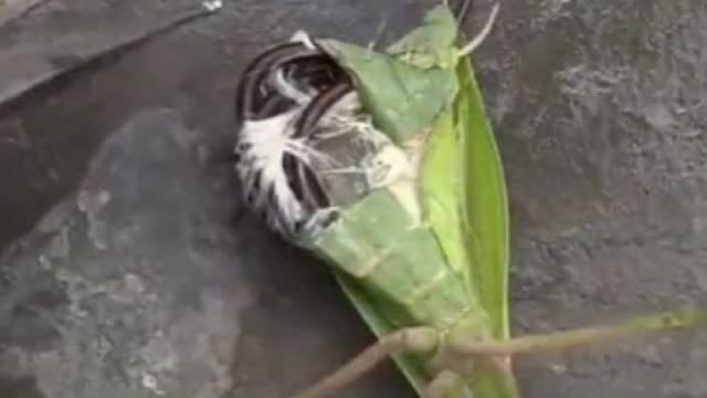 男子近距离观察螳螂