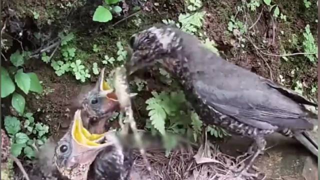 残酷的杜鹃鸟寄巢，为了生存谋害同窝兄弟，鸟蛋也逃不过它的魔爪！