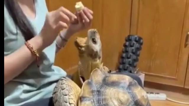 哇偶！原来乌龟这么乖好可爱呀！