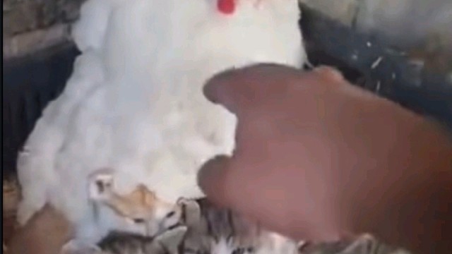 这你妈妈挺有爱的吗