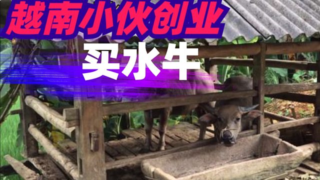 越南小伙子开始创业去农村找水牛买，利润挺高的。