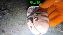 阿平赶海遇到了一只面包蟹，它竟然会喷水真是太有趣了