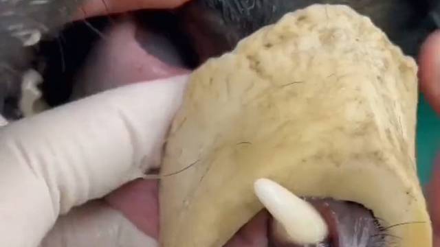 我再给你一块骨头，你告诉我怎么弄进去的