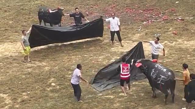 某地的斗牛比赛