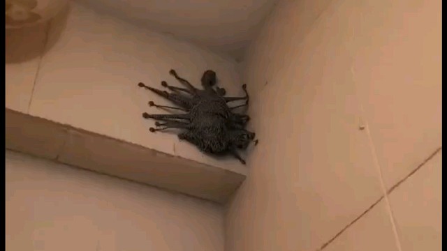 国外制作的，据说是艺术品…