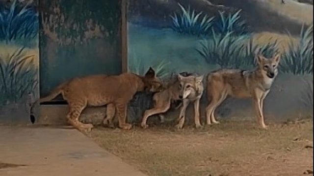 这尾巴快卷到腚里去了