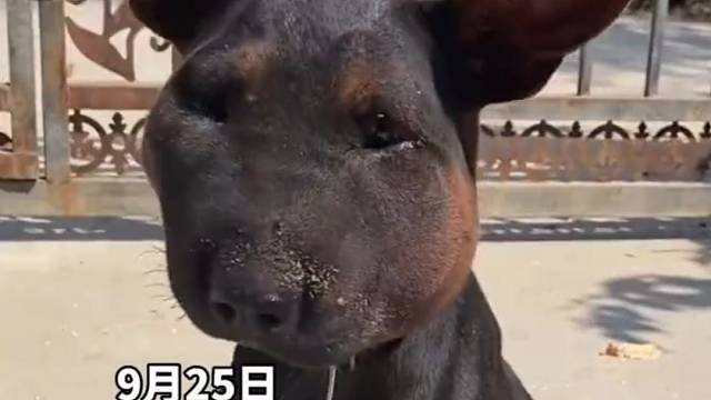 狗狗疑似被蛇咬，脸肿得酷似“史努比