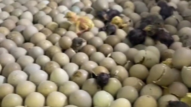 芦丁鸡又出壳了