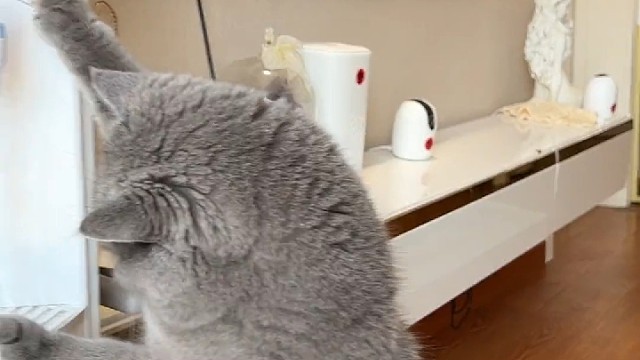 当猫咪喝醉后是什么反应