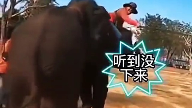 大象也是会吃醋的