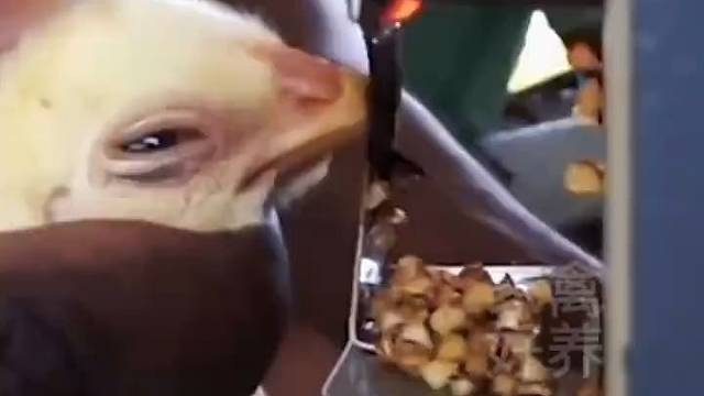 鸡喙的弯钩，在进食过程中会带出多余的饲料，造成不必要浪费