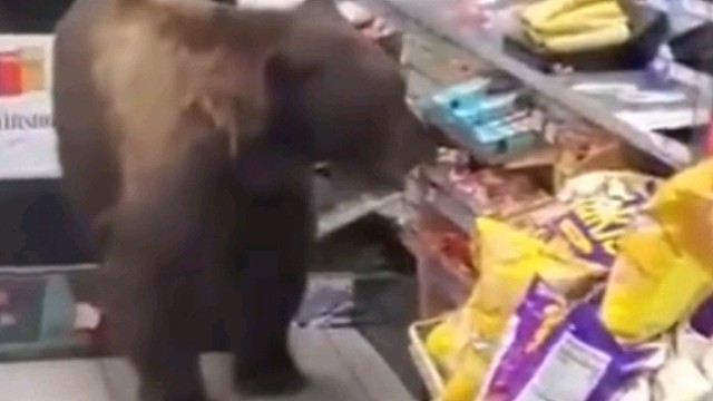 熊进店了，怎么办