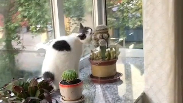 猫:今天的鱼刺格外的多！