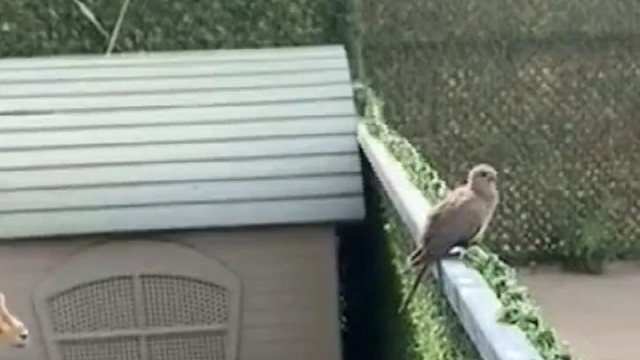 吃一辈子草了还不能尝尝羽毛啦