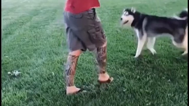 主人不告诉它会不会等到第二天