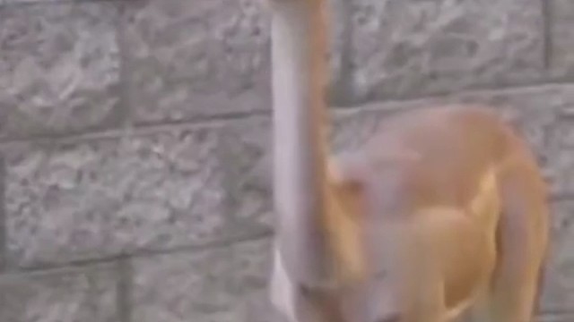 胃:没嚼烂，拒绝签收！