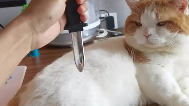 猫：这人真敢刺我！