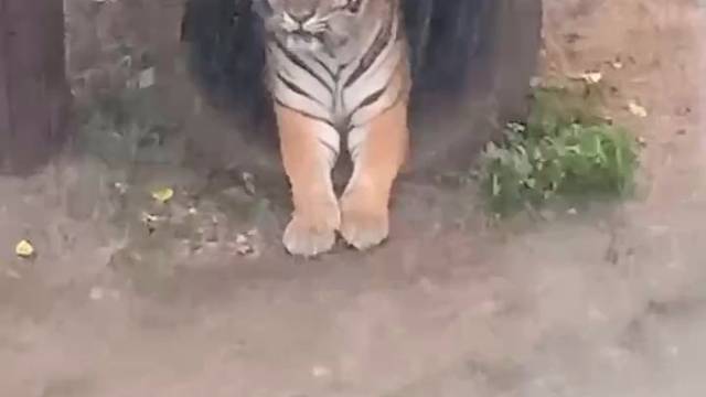 大老虎也有心事，只是它不会发朋友圈