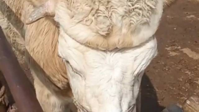 见过这样的牛吗？