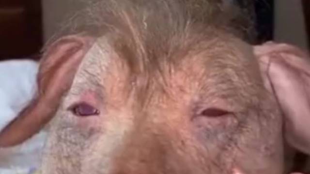 这是个什么品种？