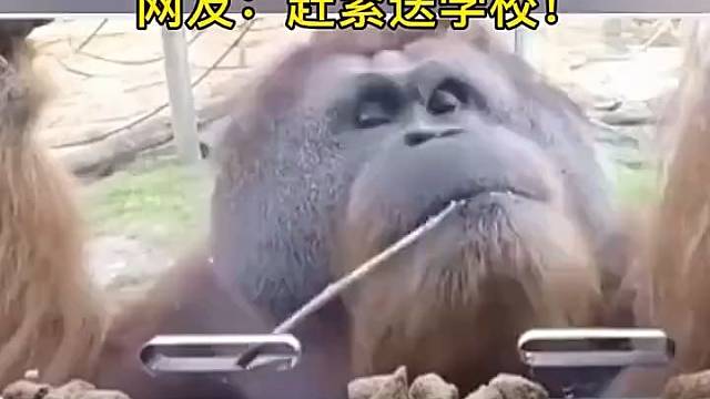 猩猩为了吃到玻璃里的食物，发挥聪明才智