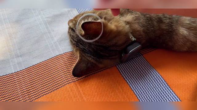 猫耳朵套圈挑战，套一个弹一个笑死了哈哈！