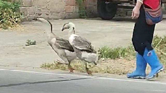 给它们两个买个拐杖吧，都是可怜鸭