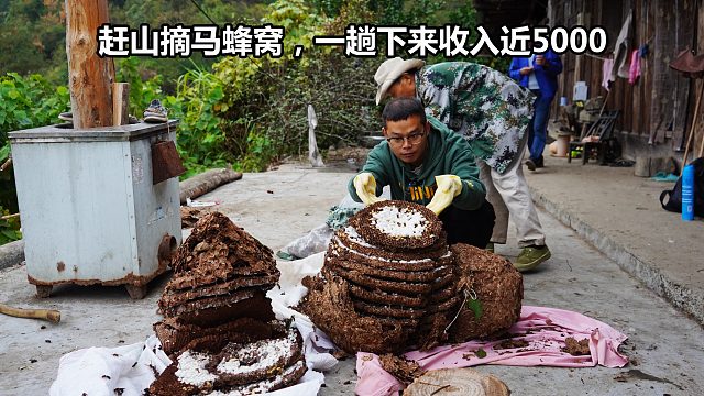今年山里的马蜂窝真多，仅仅赶山一趟就能挣5000，真是老天赏饭吃