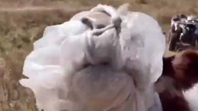 小脸憋的煞白！