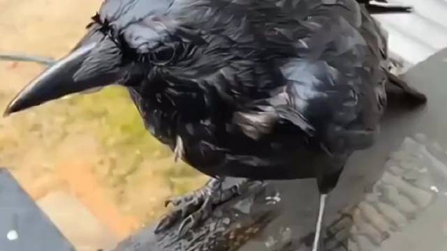 小哥家院子来了一只落汤乌鸦，于是小哥每天投喂它，没想到乌鸦给小哥送来了礼物