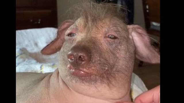 这个小东西长得真别致：一分可爱，两分不羁，还有七分潦草！这到底是个啥动物？？？