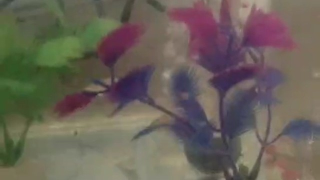 锦鲤来了