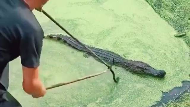 鳄鱼的死亡翻滚不好使