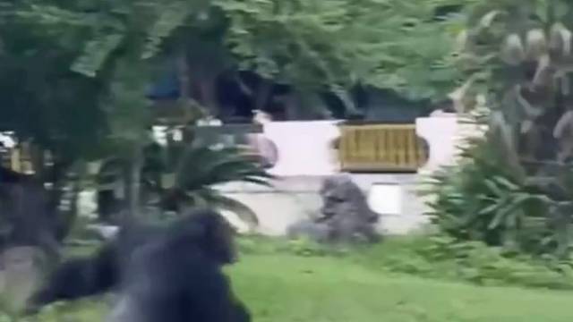 女子去动物园参观，惨遭园内著名“丟那猩”丟掷石块