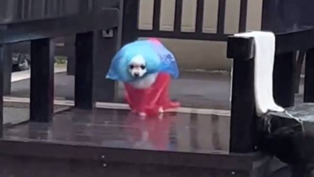 有只塑料袋摔倒了