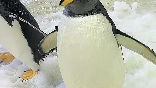 为什么企鹅的脚不怕冷