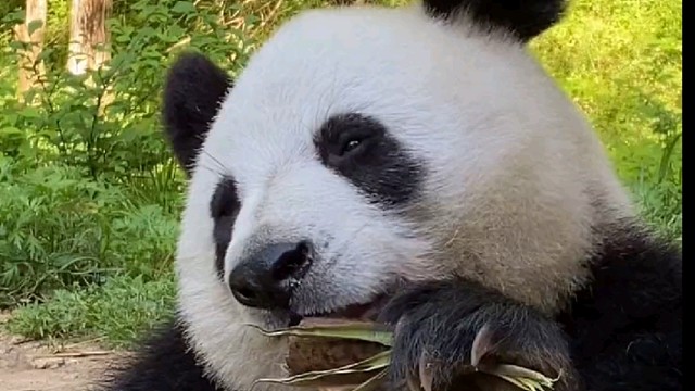 这家伙吃笋最厉害