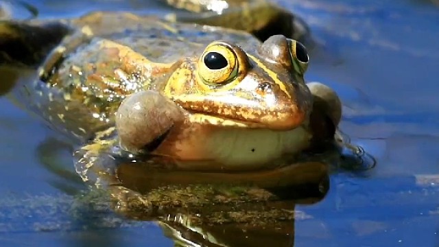 这家伙像在吹泡泡糖