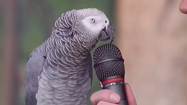 能听懂英语的鹦鹉果然不简单