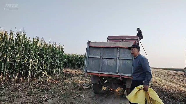 收玉米